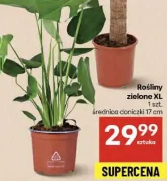 nawóz do roślin zielonych