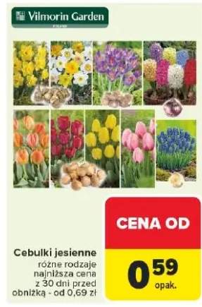 cebulki
