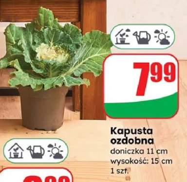 kapusta ozdobna