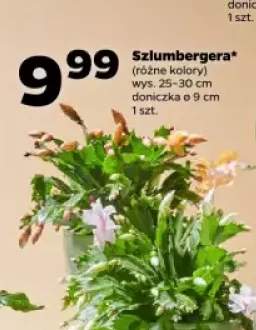 szlumbergera