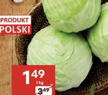 kapusta biała
