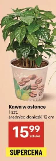 kawa w doniczce