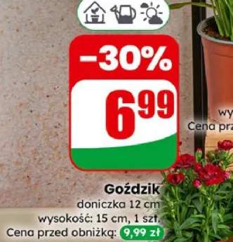 goździki