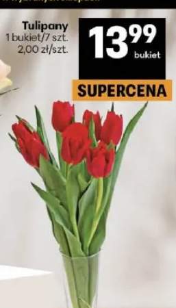 tulipany