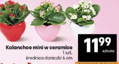 Kalanchoe mini w ceramice