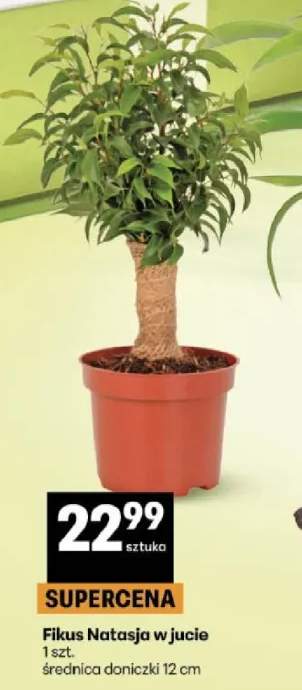 Fikus Natasja w jucie