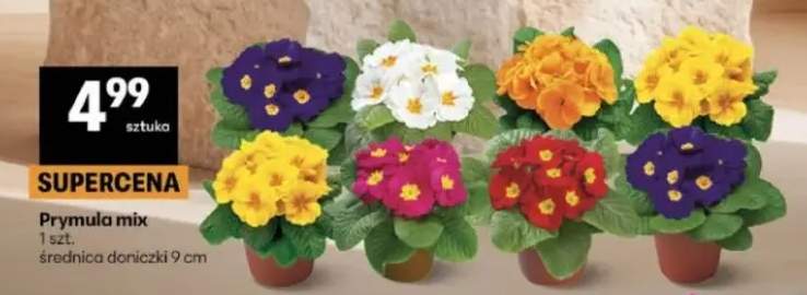 Prymula mix 1 szt. średnica doniczki 9 cm