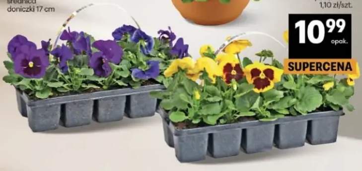 Bratki 1 opak./10 szt.