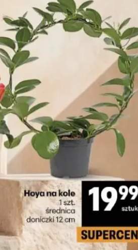 Hoya na kole 1 szt. średnica doniczki 12 cm