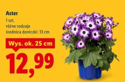 aster