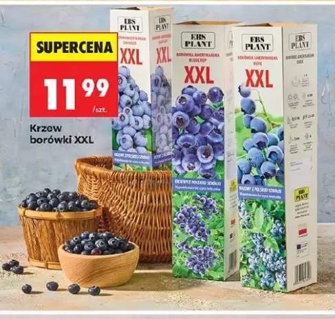 borówka amerykańska krzew