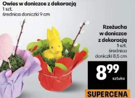 Rzeżucha w doniczce z dekoracją