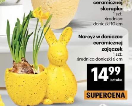 Narcyz w doniczce ceramicznej zajączek