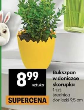 Bukszpan w doniczce skorupka