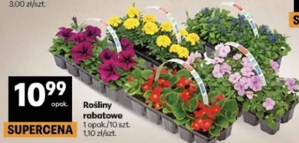 Rośliny rabatowe opakowanie