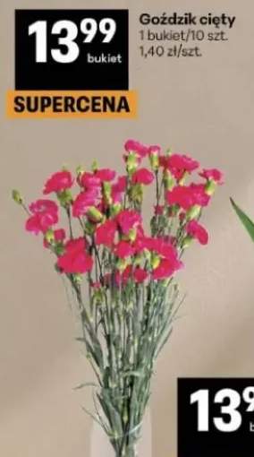 Goździk cięty bukiet