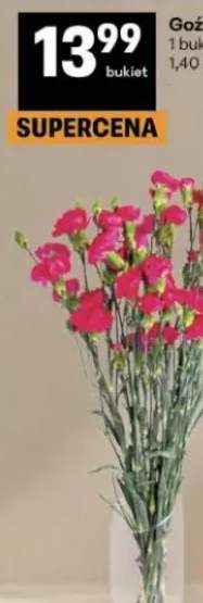 Goździk cięty bukiet