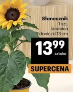 Słonecznik doniczkowy średnica 13cm