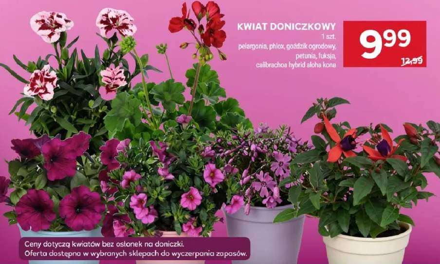kwiaty doniczkowe