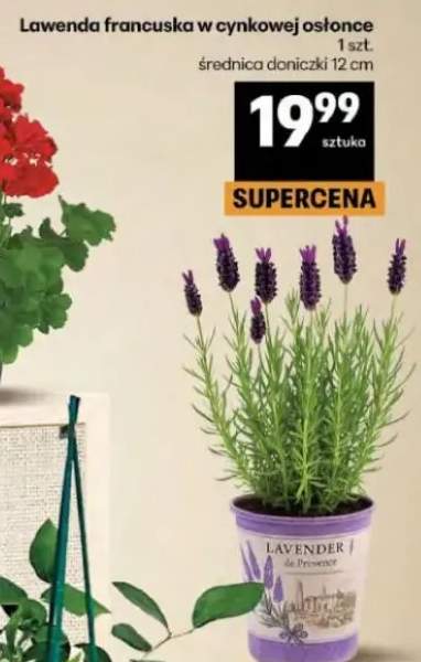 Lawenda francuska w cynkowej osłonce