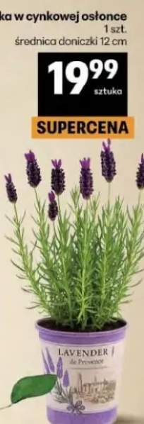 Lawenda francuska w cynkowej osłonce