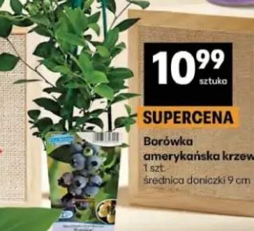 Borówka amerykańska krzew