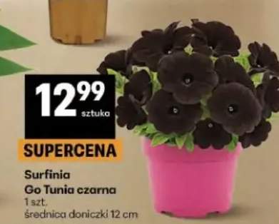 Surfinia Go Tunia czarna