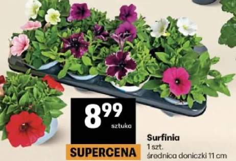 Surfinia