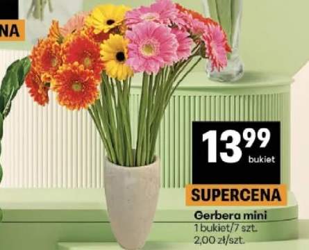 Gerbera mini