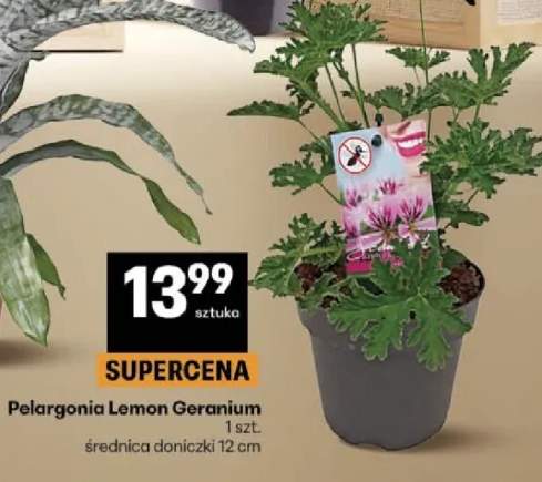 Pelargonia Lemon Geranium średnica doniczki 12cm