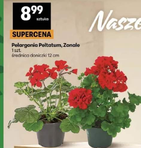 Pelargonia Zonale średnica doniczki 12cm