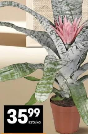Aechmea Primera średnica doniczki 15cm