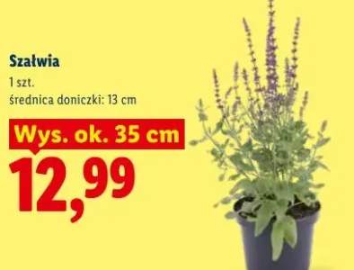 szałwia