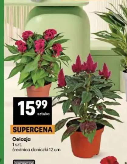 Celozja średnica doniczki 12cm
