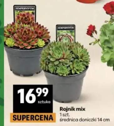Rojnik mix średnica doniczki 14cm