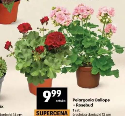 Pelargonia Caliope + Rosebud średnica doniczki 12cm