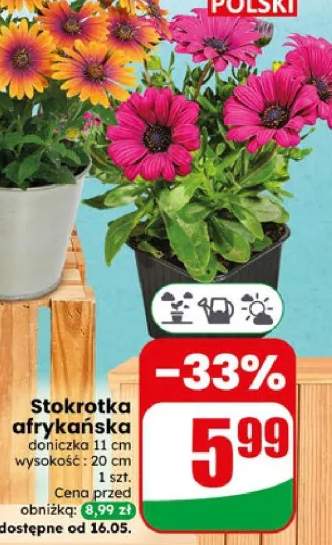 stokrotka