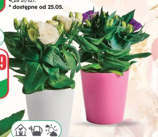 eustoma