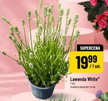 lawenda