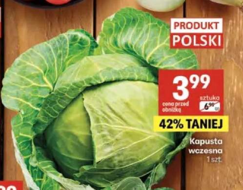 Kapusta wczesna polska