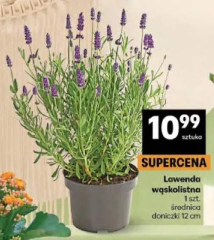 Lawenda wąskolistna średnica doniczki 12cm