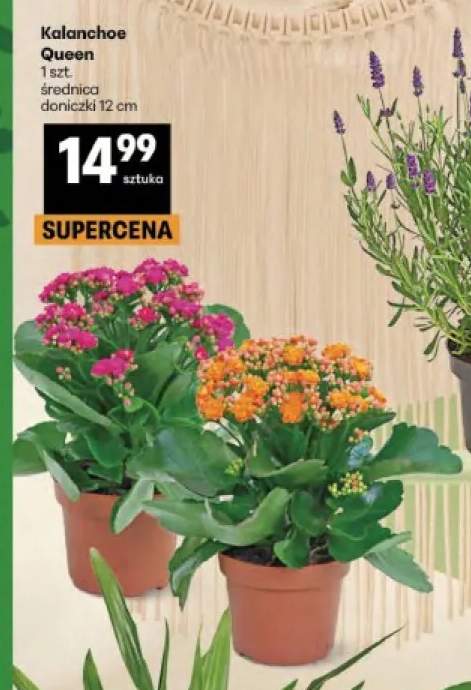 Kalanchoe Queen średnica doniczki 12cm
