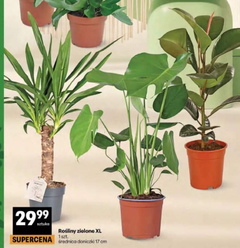Rośliny zielone XL średnica doniczki 17cm