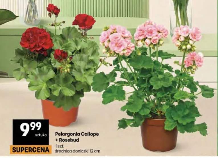 Pelargonia Caliope średnica doniczki 12cm