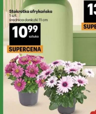 Stokrotka afrykańska