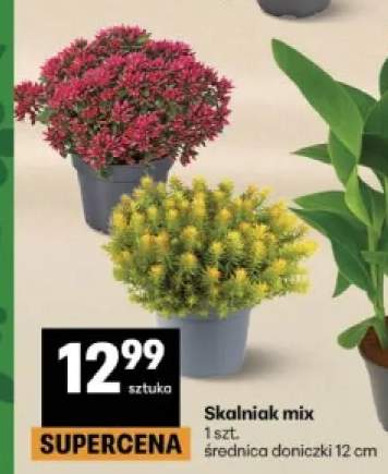 Skalniak mix