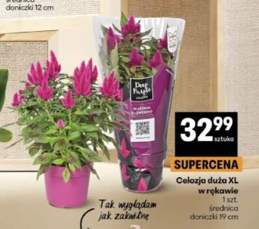 Celozja duża XL w rękawie