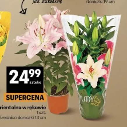 Lilia orientalna w rękawie
