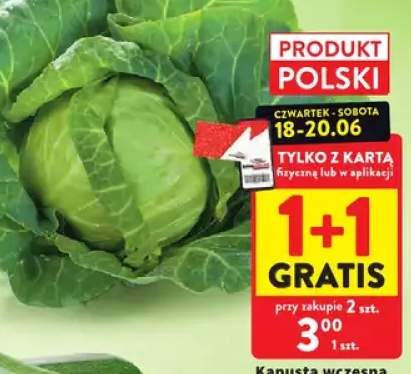 kapusta wczesna