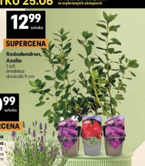 Rododendron +1 wariant